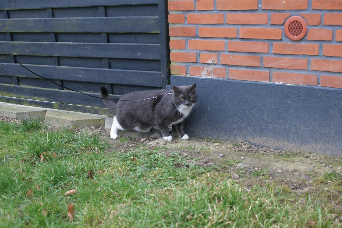 Huskat Homer - Homer udenfor i selen - han HADER den sele ;) billede 9