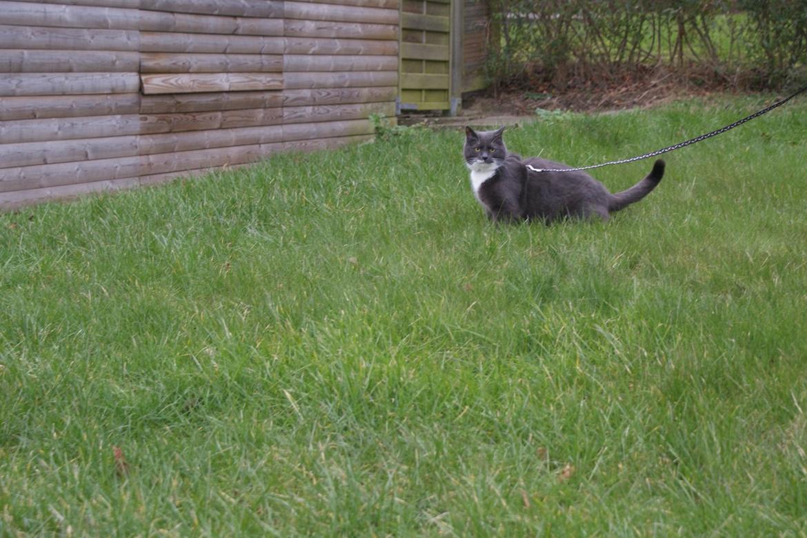 Huskat Homer - Ude i haven på rundtur ;) billede 10