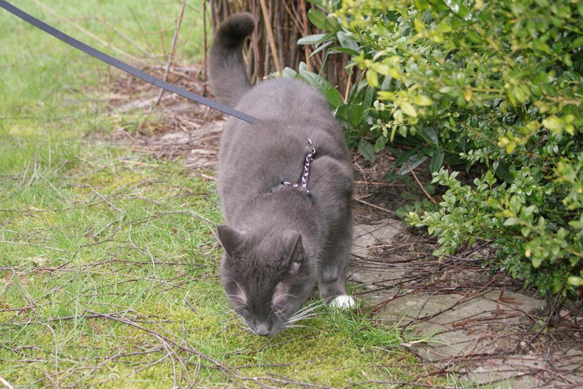 Huskat Homer billede 11