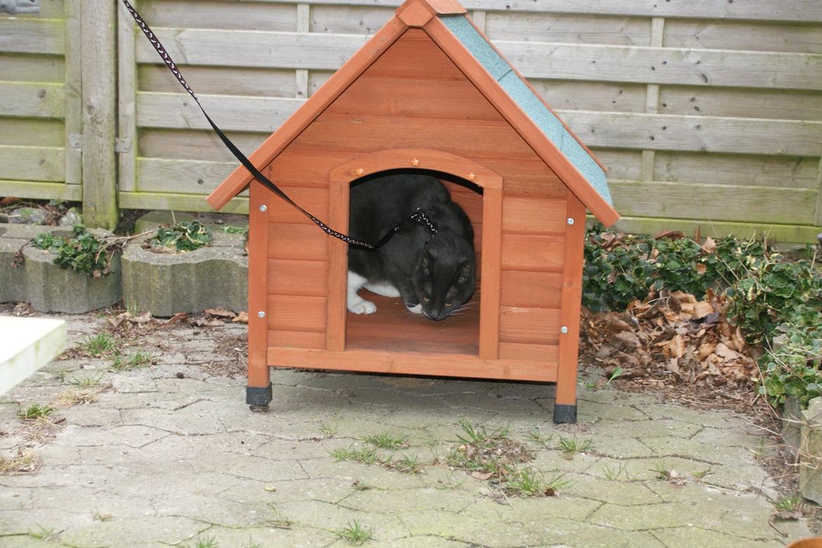 Huskat Homer - Homer i "kattehuset" ude i forhaven billede 12