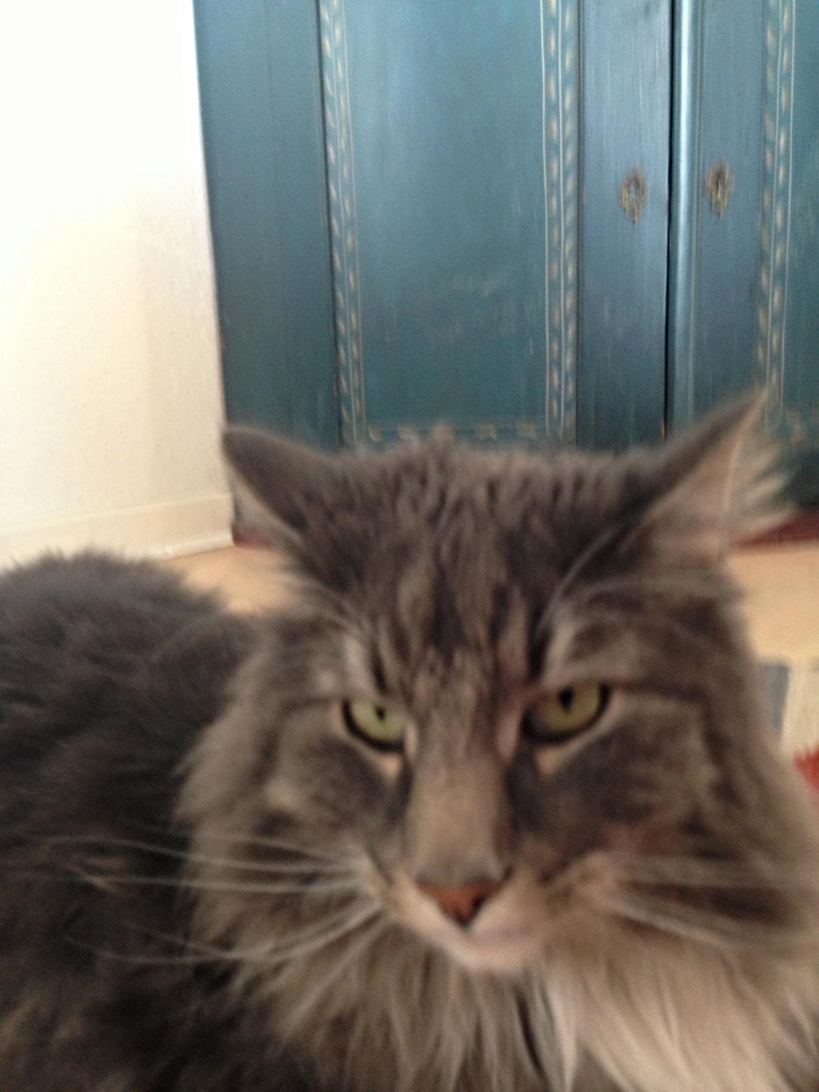 Norsk Skovkat DK Vejlevedel's Gucci - Velkommen til Gucci's profil. billede 3