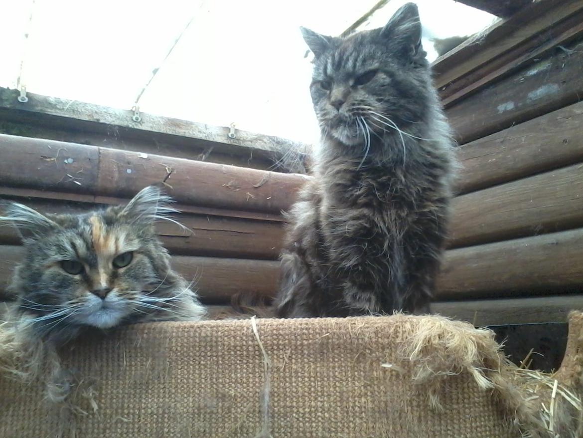 Maine Coon Odessa billede 10