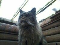 Maine Coon Odessa billede 11