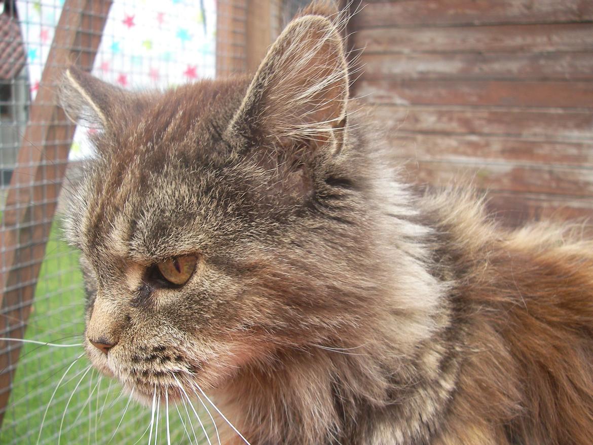 Maine Coon Odessa billede 12
