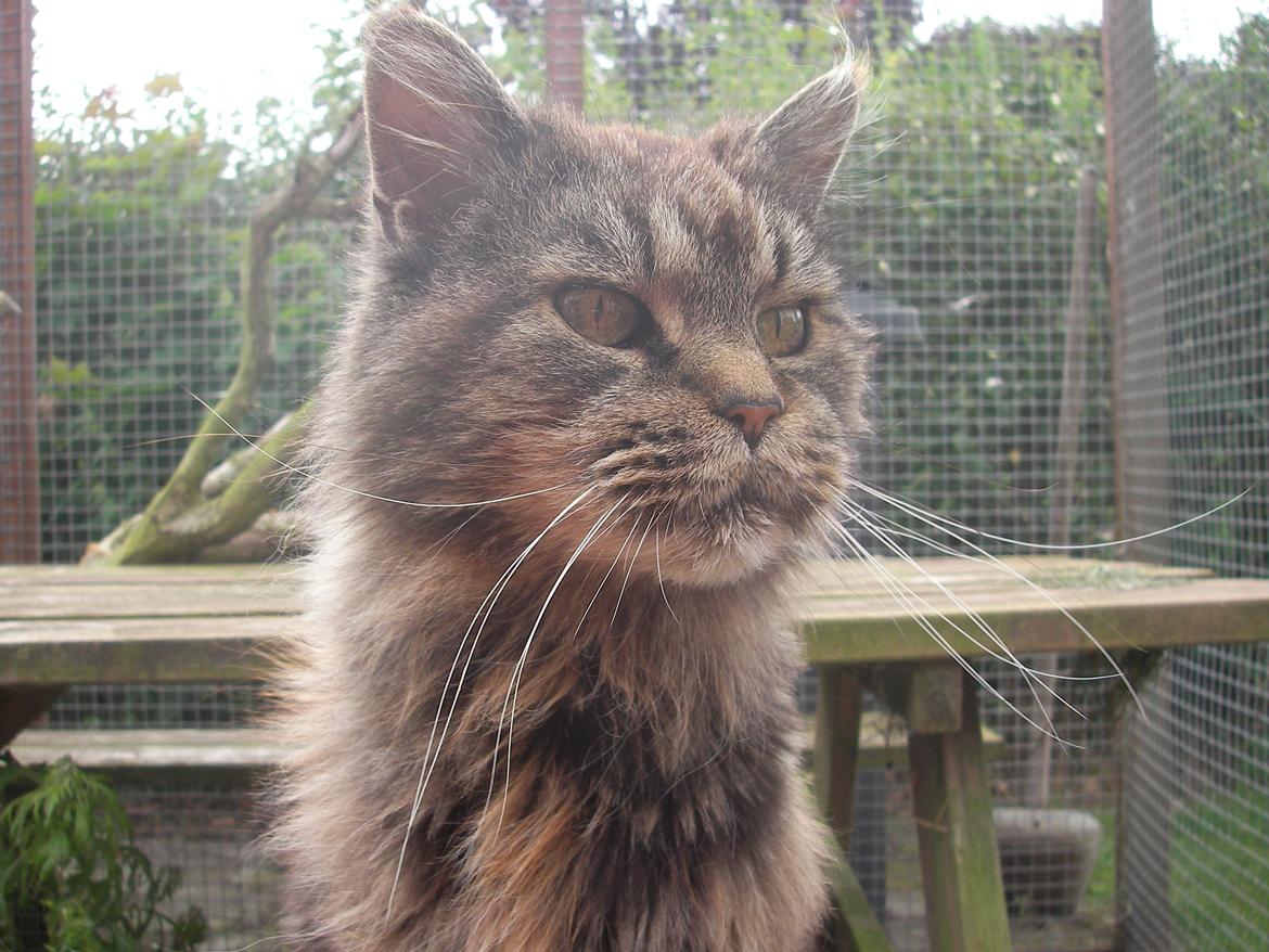 Maine Coon Odessa billede 13