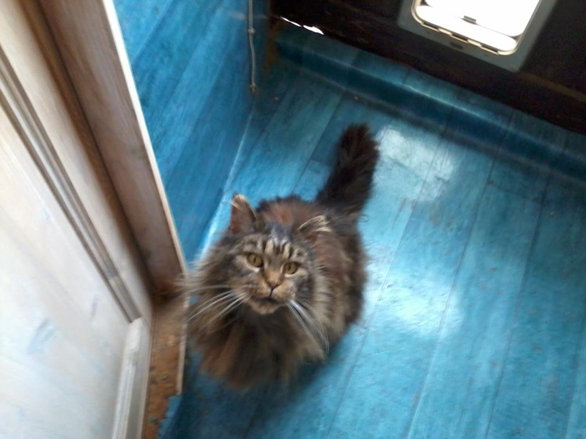 Maine Coon Odessa billede 14