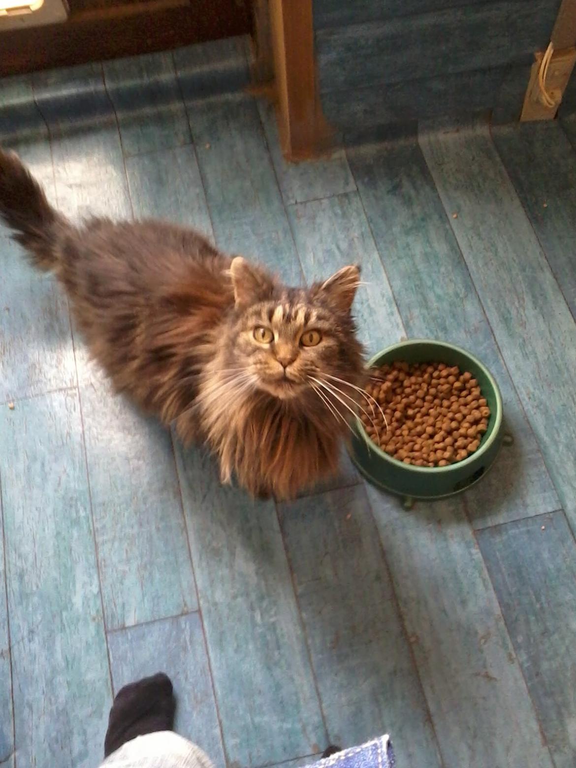 Maine Coon Odessa billede 15