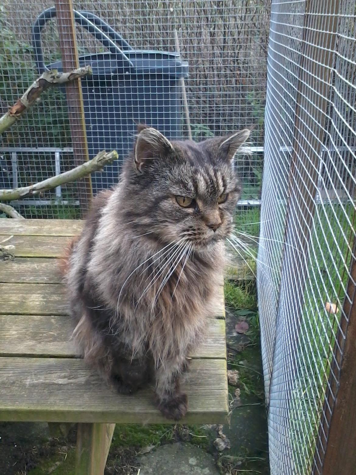 Maine Coon Odessa billede 16