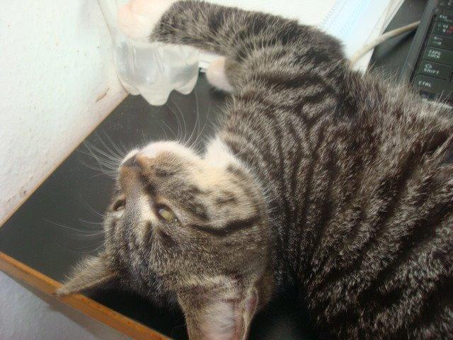 Huskat Sisse billede 9