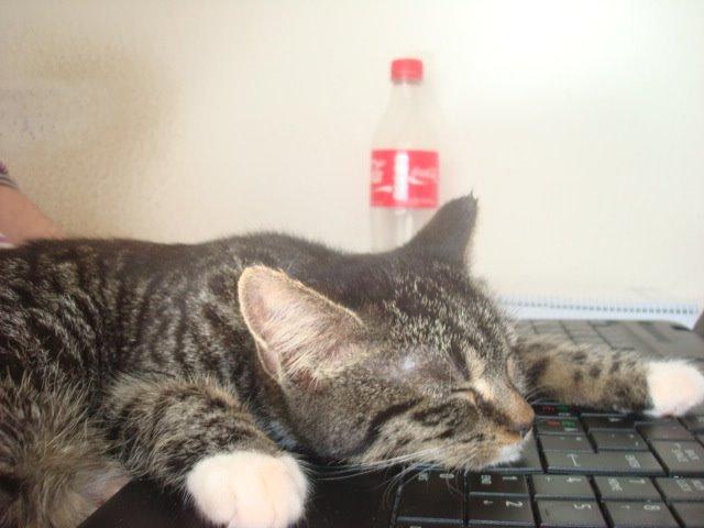 Huskat Sisse billede 10