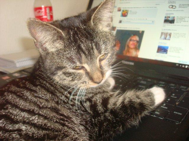 Huskat Sisse billede 11