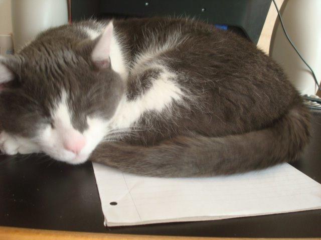 Huskat Trold billede 15