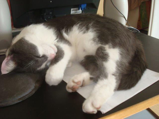 Huskat Trold billede 17