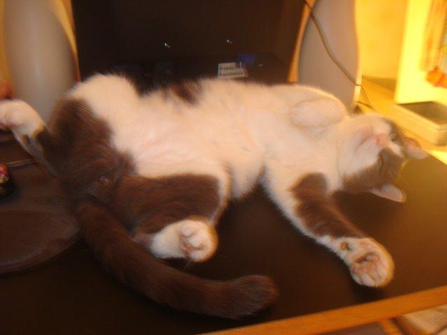 Huskat Trold billede 20