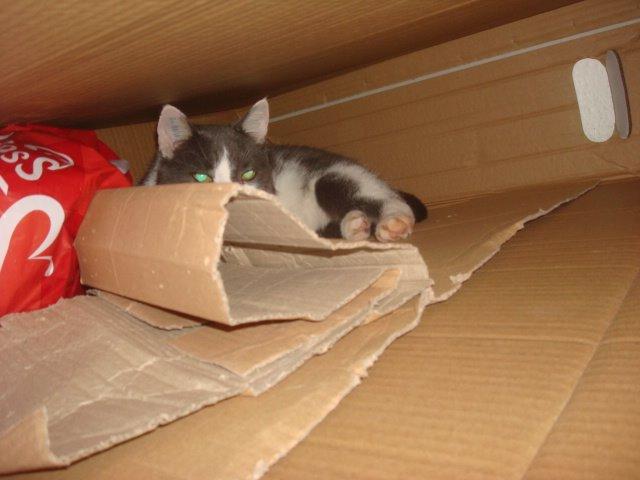 Huskat Trold billede 21