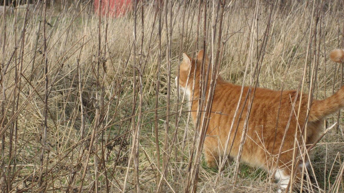 Huskat Flamme billede 5