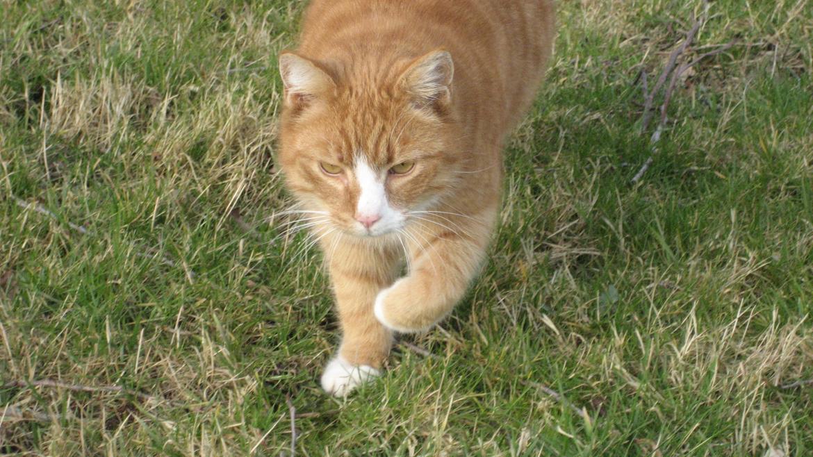 Huskat Flamme billede 3