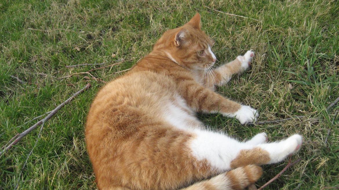 Huskat Flamme billede 4