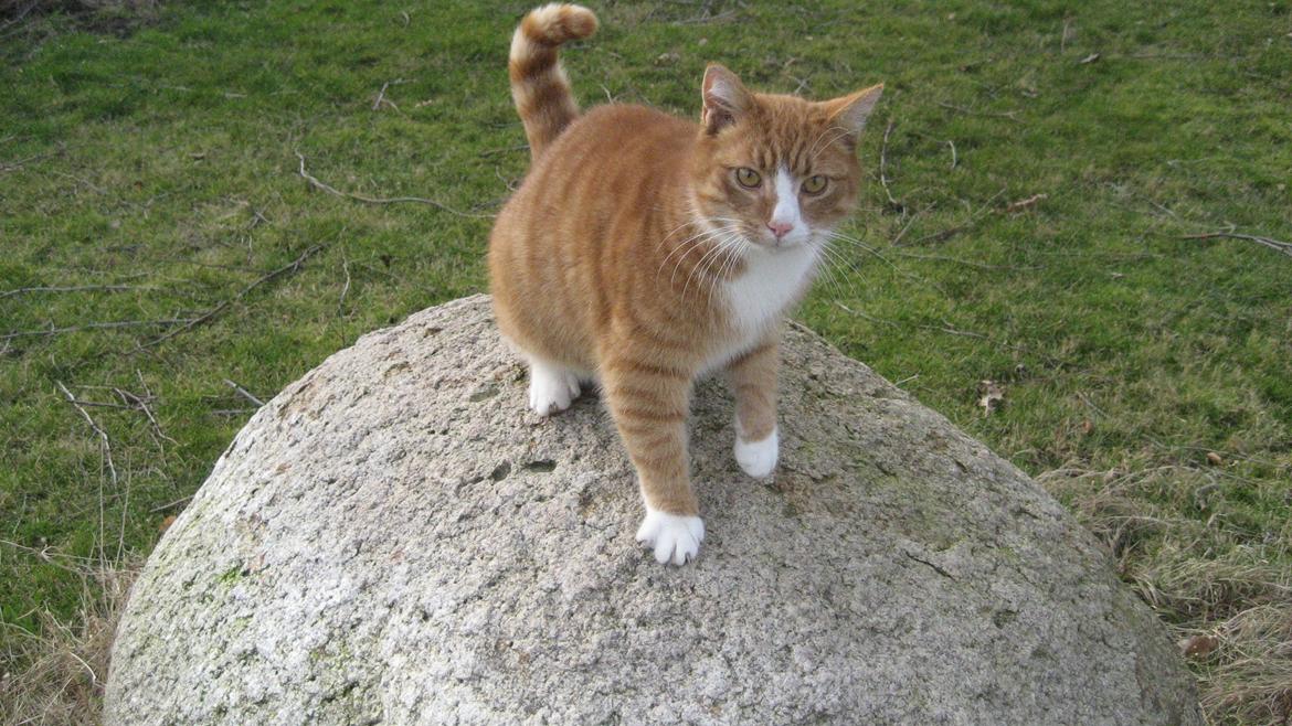 Huskat Flamme - Hej! billede 1