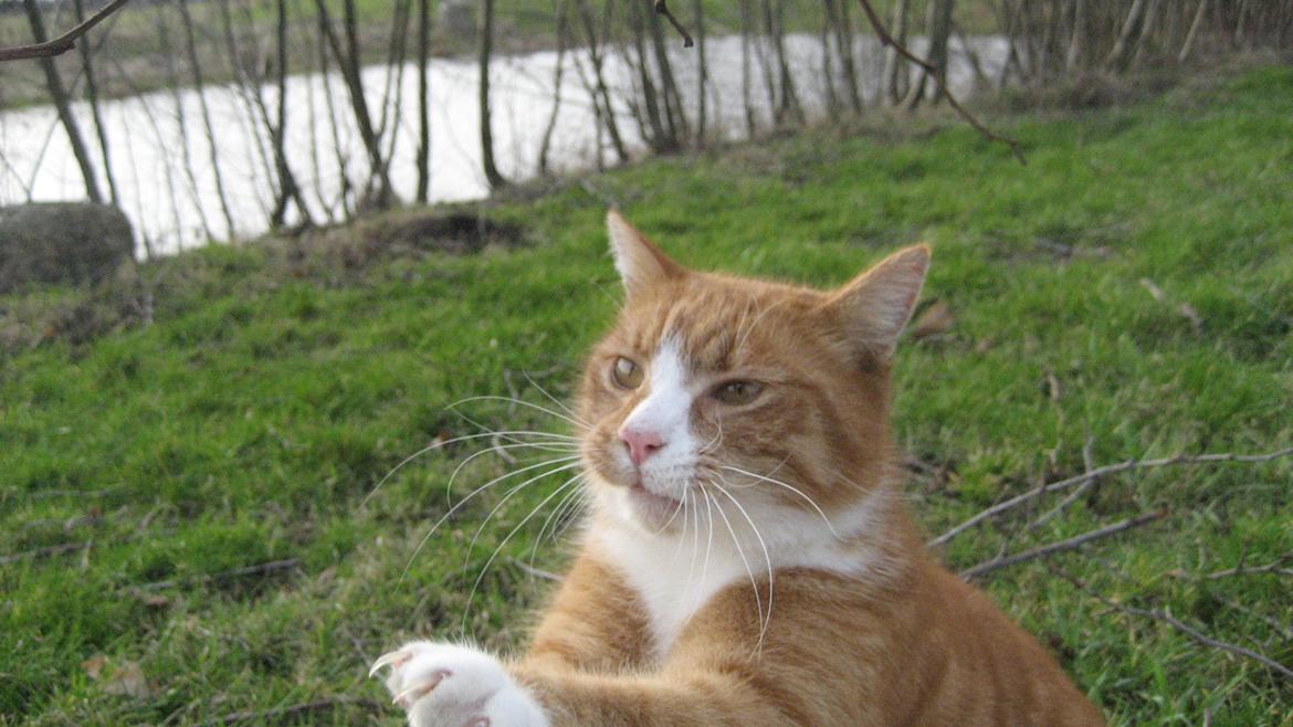 Huskat Flamme - Leger :) billede 2