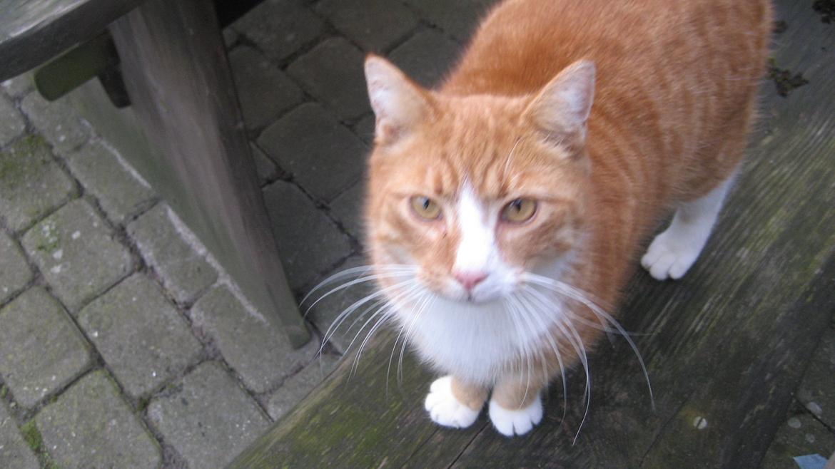 Huskat Flamme - Smukke øjne, ikke? billede 6