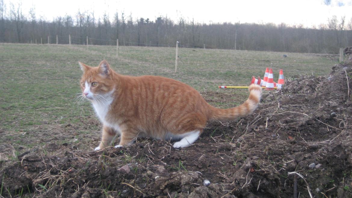 Huskat Flamme billede 8