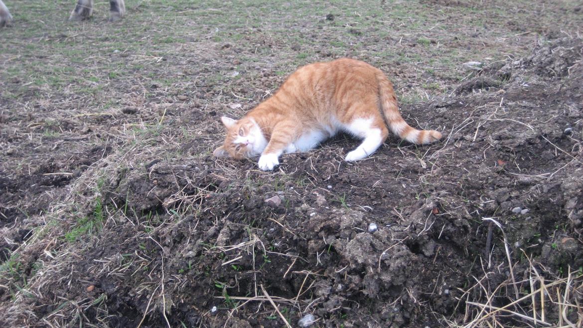 Huskat Flamme - Hyggekat billede 7