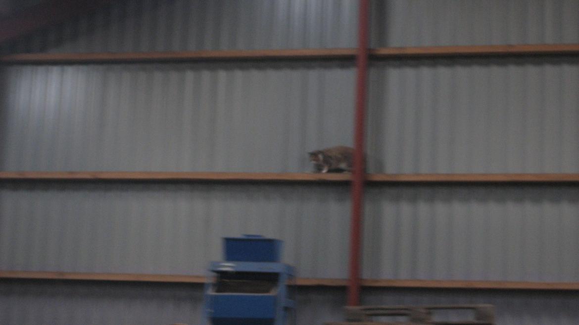 Huskat Bacardi - Bacardi på afveje... billede 7