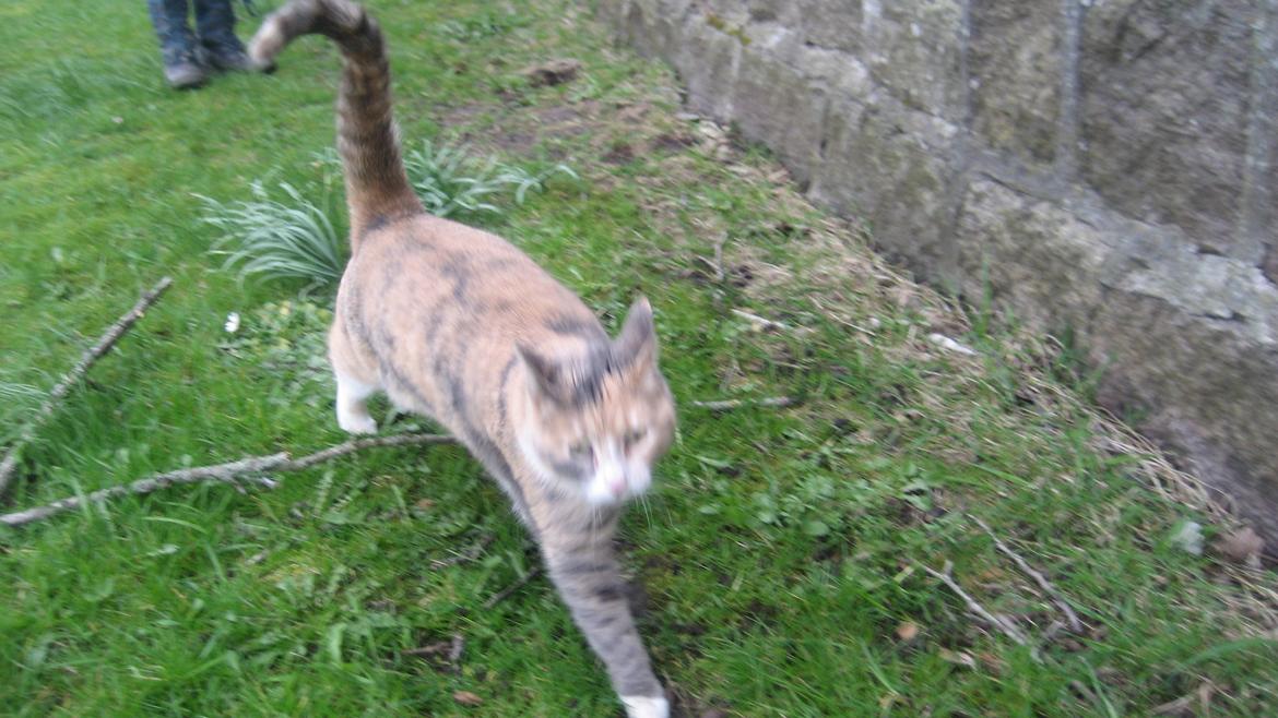 Huskat Bacardi billede 8