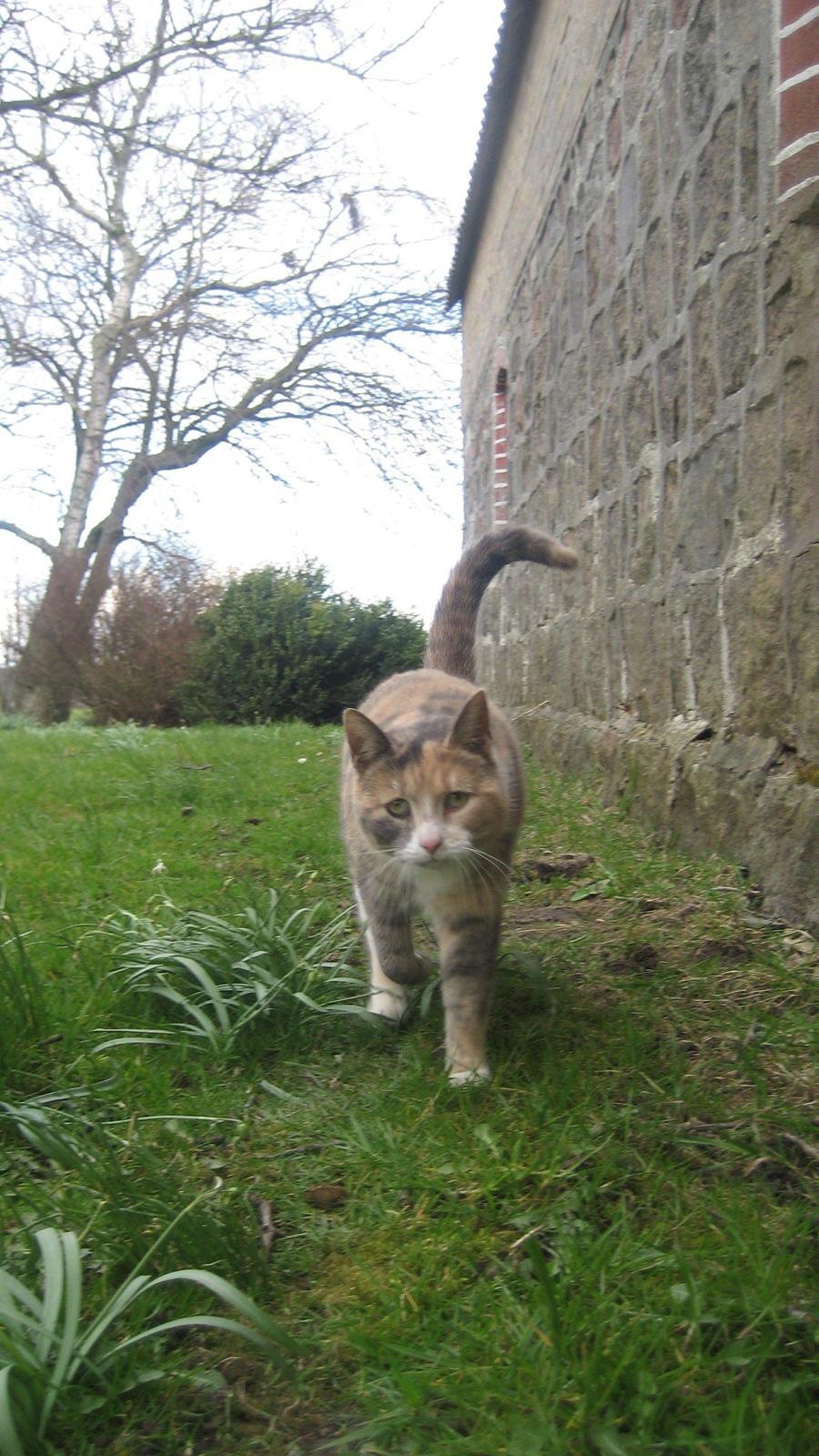 Huskat Bacardi - Hallehøjsa! billede 9