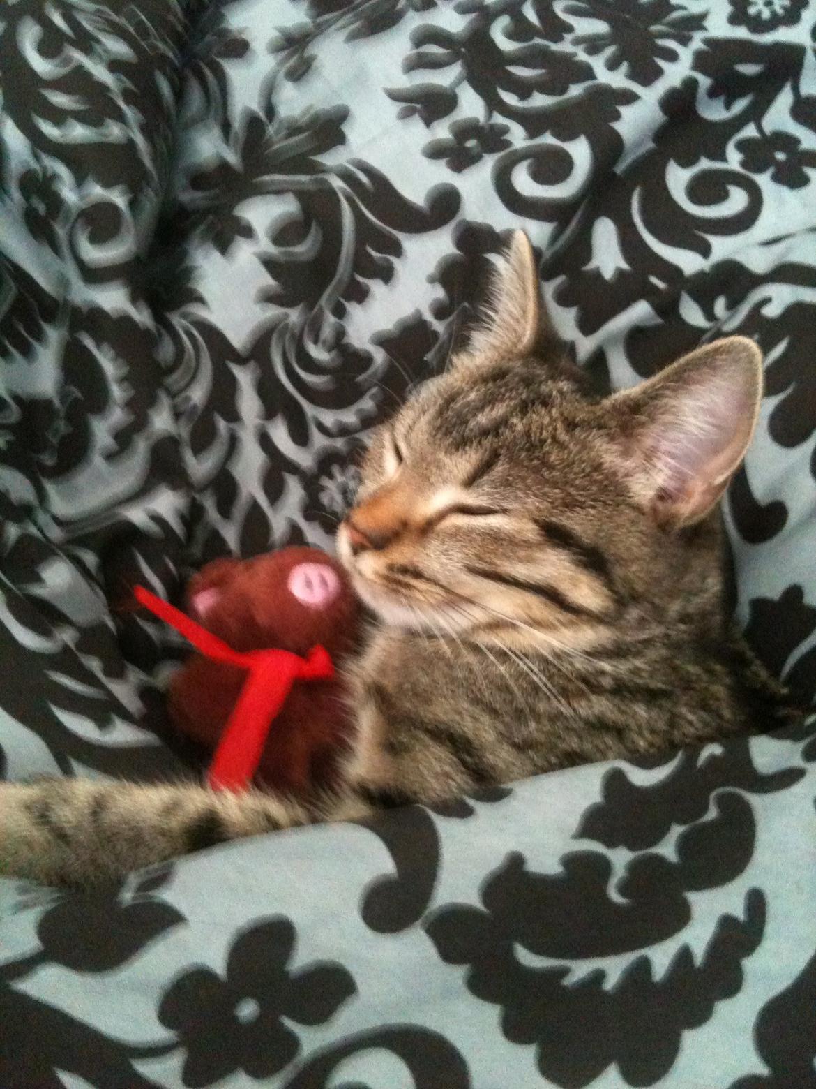 Huskat Dooley billede 7