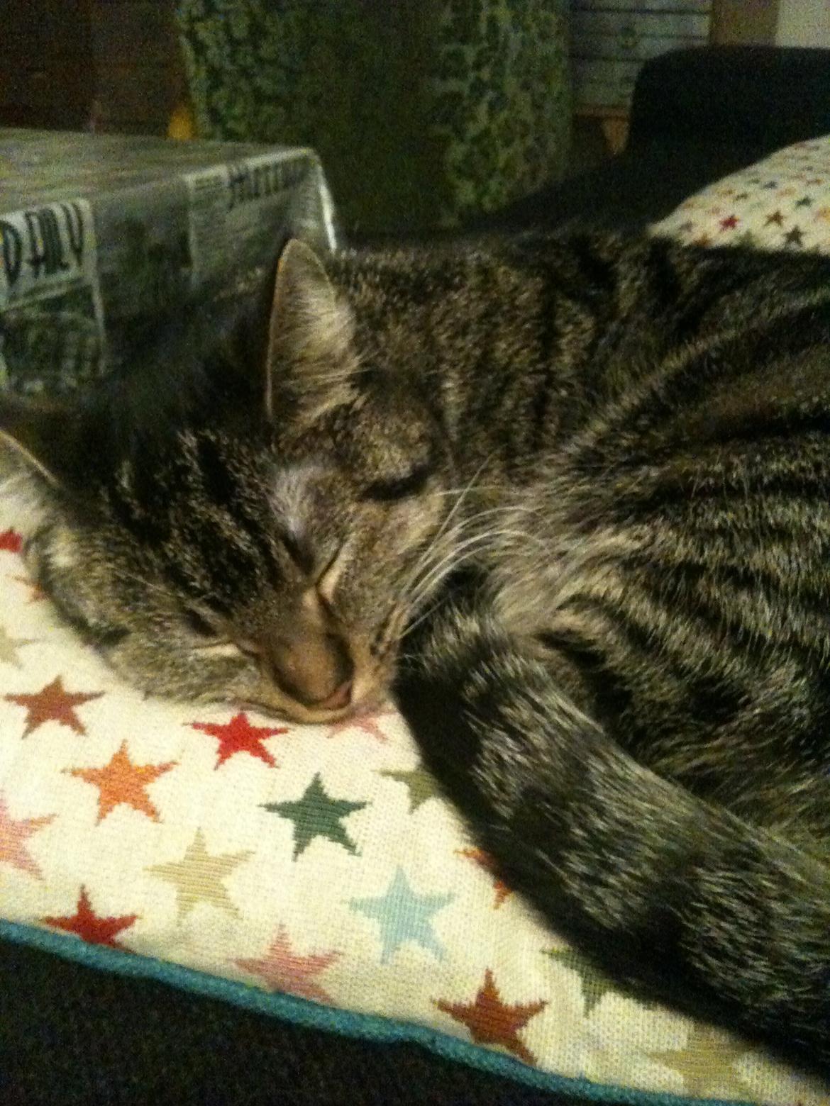 Huskat Dooley billede 9