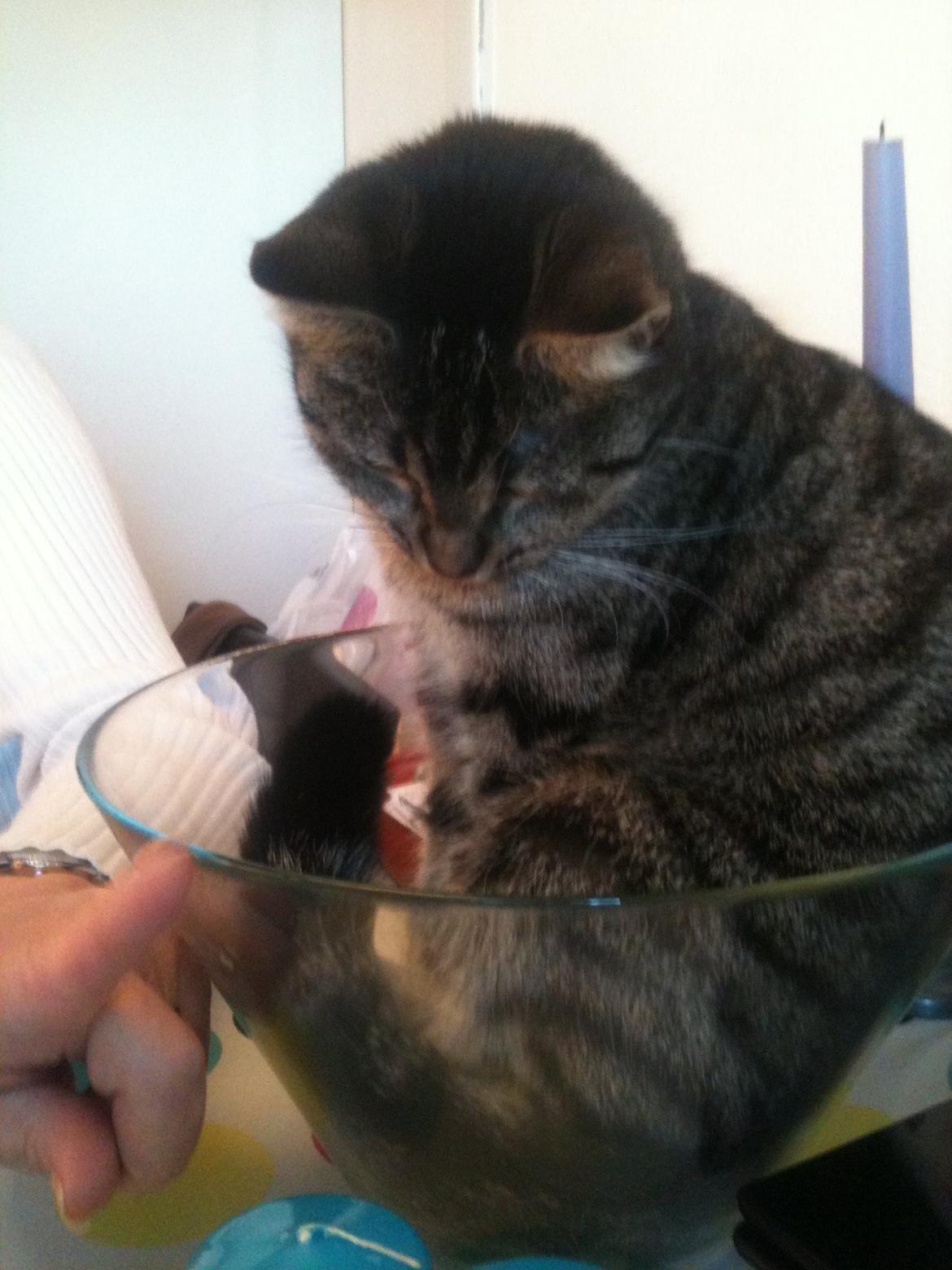 Huskat Dooley billede 10