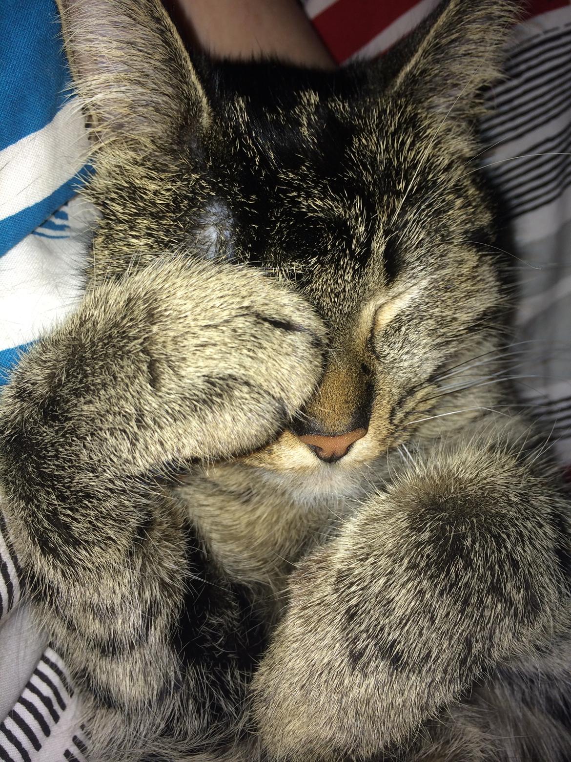 Huskat Dooley billede 11