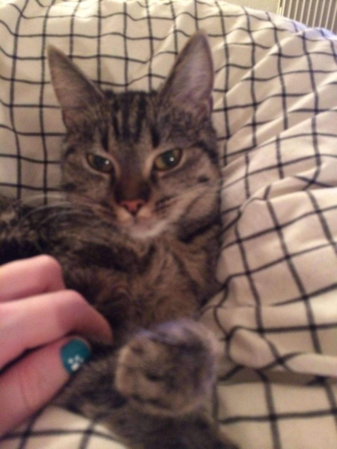 Huskat Dooley billede 12