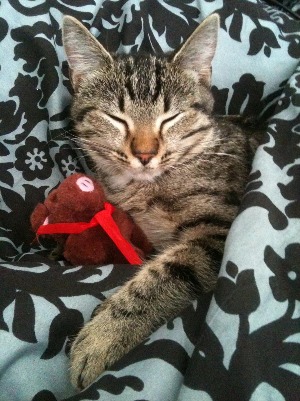 Huskat Dooley billede 8