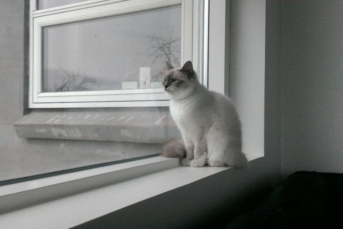 Hellig Birma Monroe billede 4