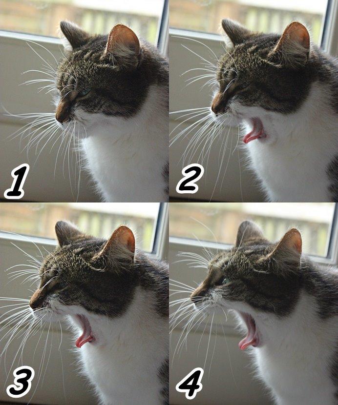 Manx ~ Frida AkA. Mis billede 25