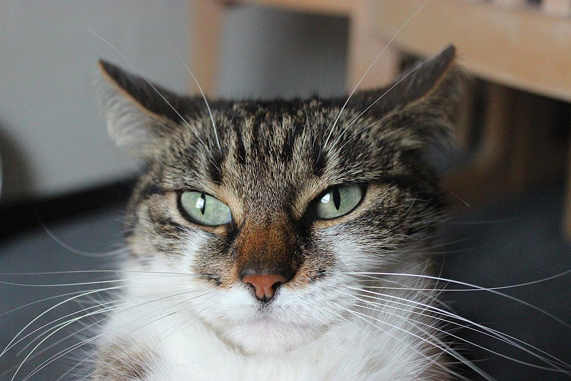 Manx ~ Frida AkA. Mis billede 26