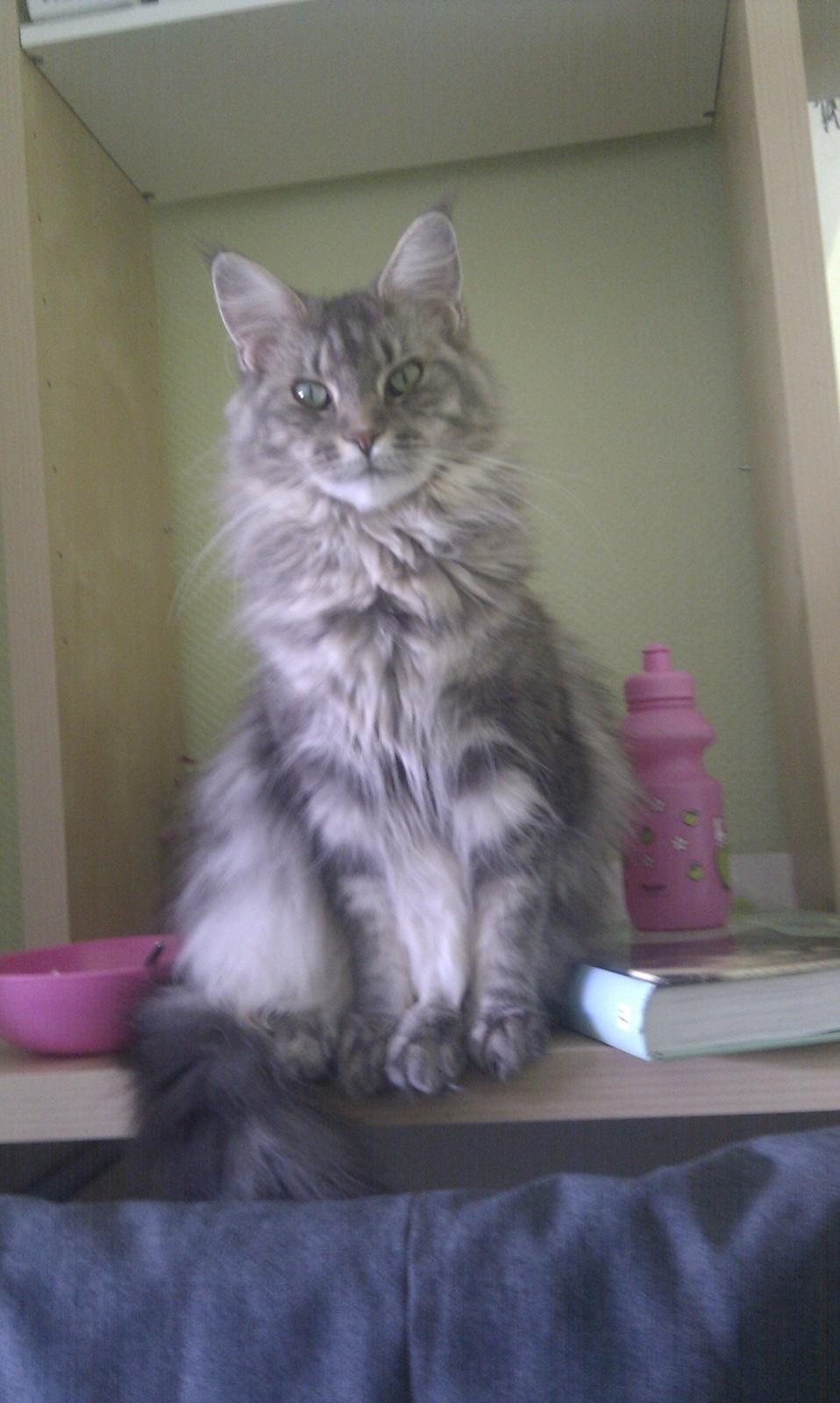 Maine Coon Shirley Blue billede 5