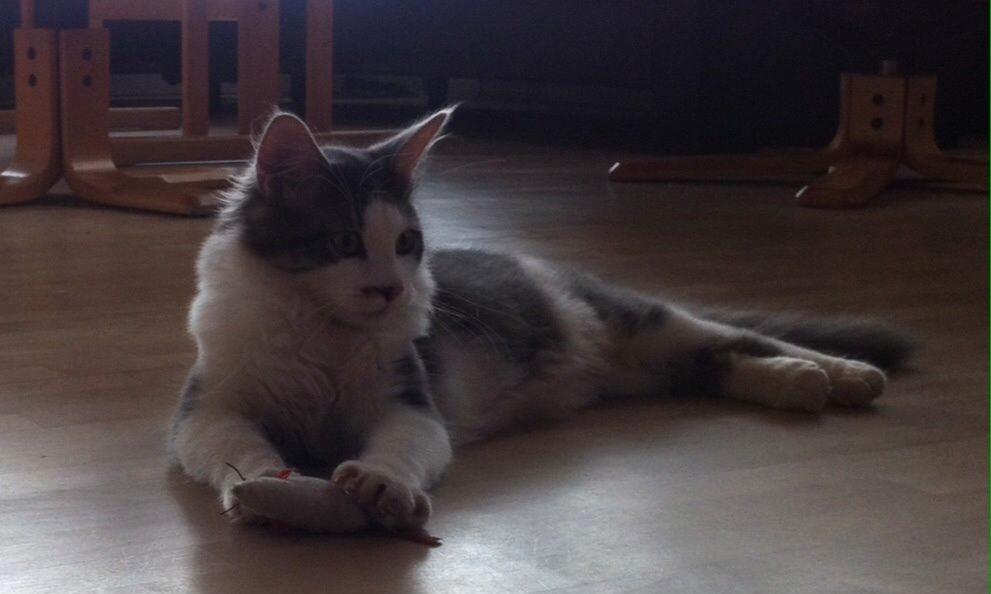 Blanding af racer Sofus billede 8