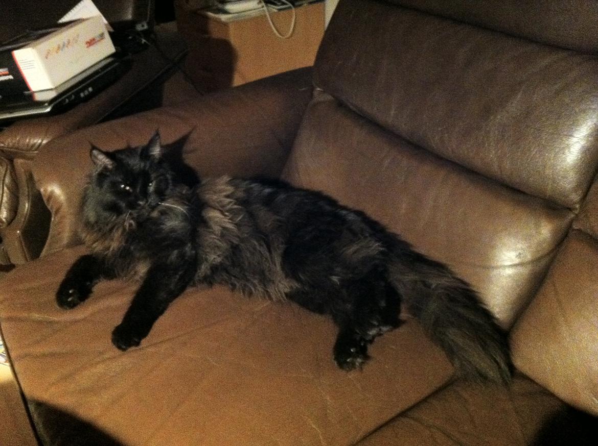 Maine Coon Maximillian billede 9