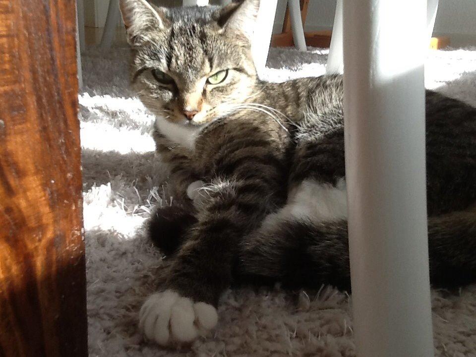 Huskat Mille billede 7