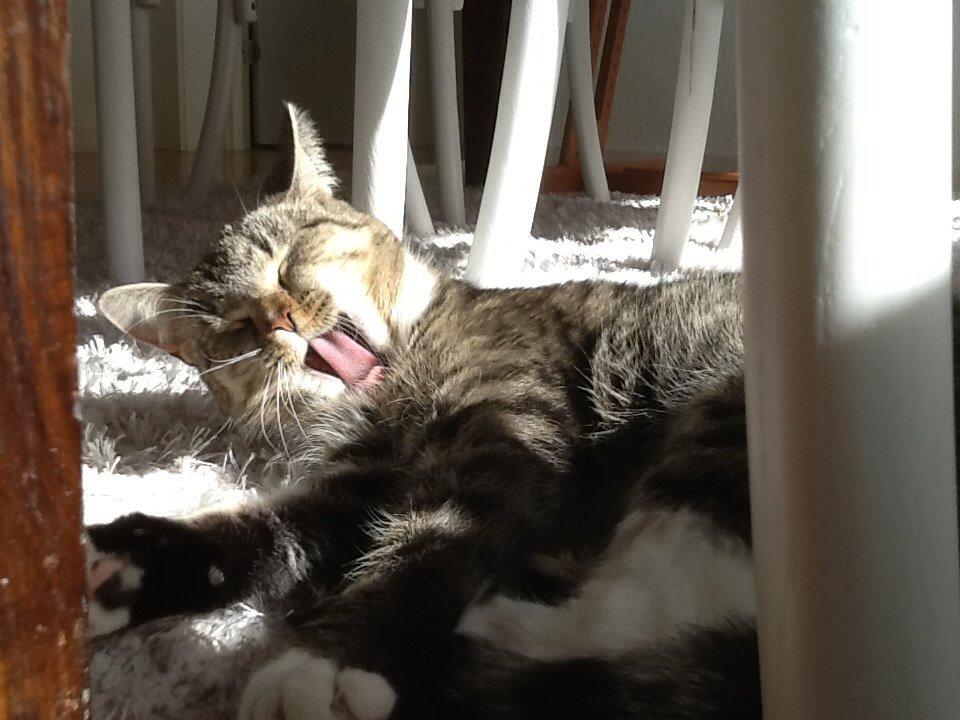 Huskat Mille billede 6