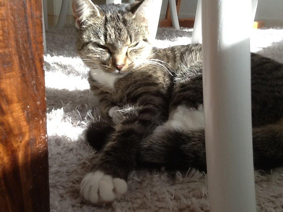 Huskat Mille billede 8