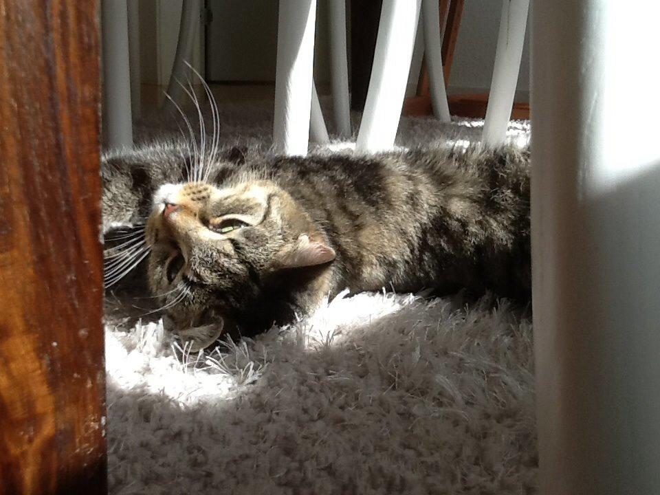 Huskat Mille billede 9