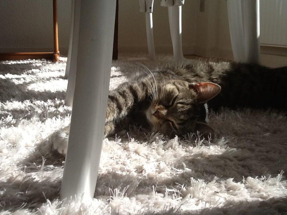 Huskat Mille billede 10