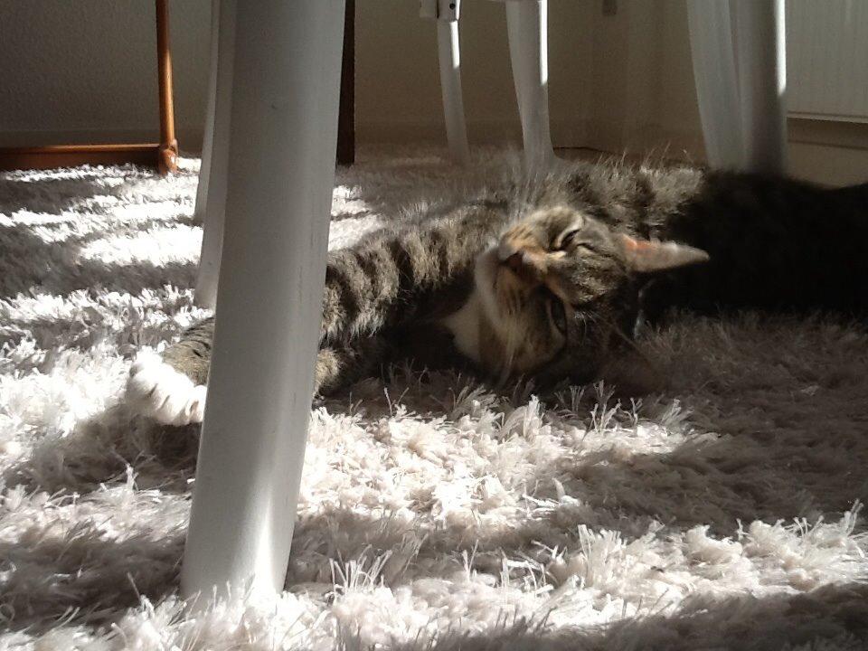 Huskat Mille billede 11