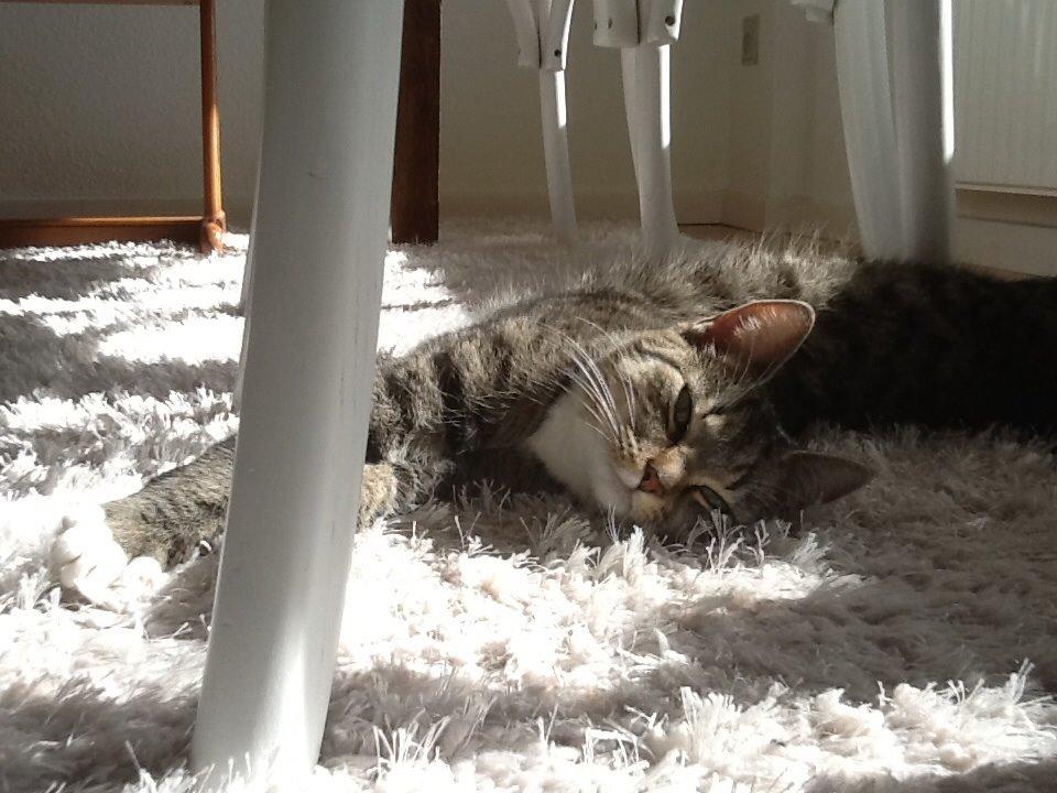 Huskat Mille billede 1