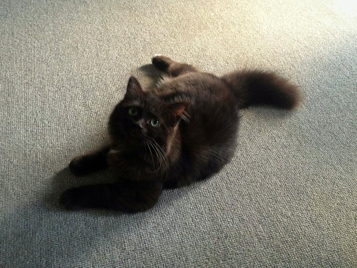 Blanding af racer ~ Cocio billede 13